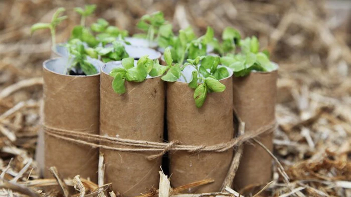 Туалетная бумага и садоводство: интересный лайфхак по проращиванию семян