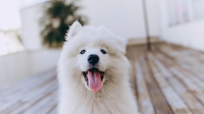 Как понять, что ваша собака счастлива: ветеринары назвали 6 признаков