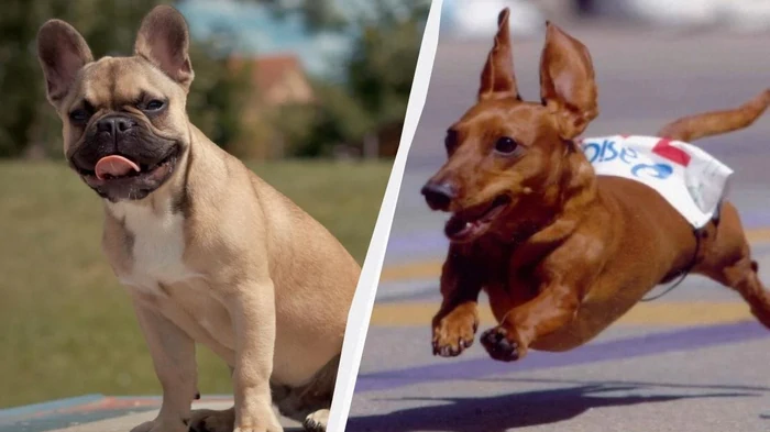 Названы 7 самых очаровательных пород маленьких собак Названы 7 самых очаровательных пород маленьких собак