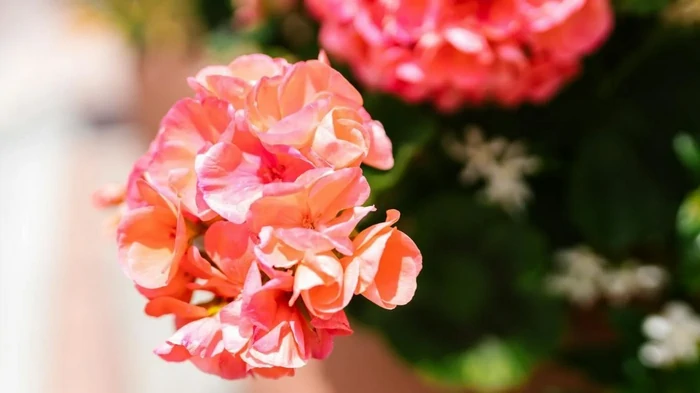 3 ложки в горшок — и даже хилая герань выпустит свои цветы: рецепт подкормки