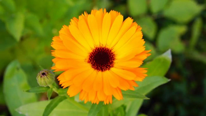 5 причин, почему на огороде надо немедленно посадить календулу