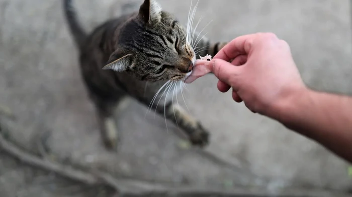 Почему кот привередничает в еде: дрессировщица назвала возможные причины