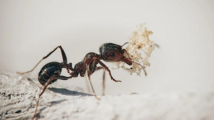 Как изгнать муравьев из дома: самый эффективный способ без химии