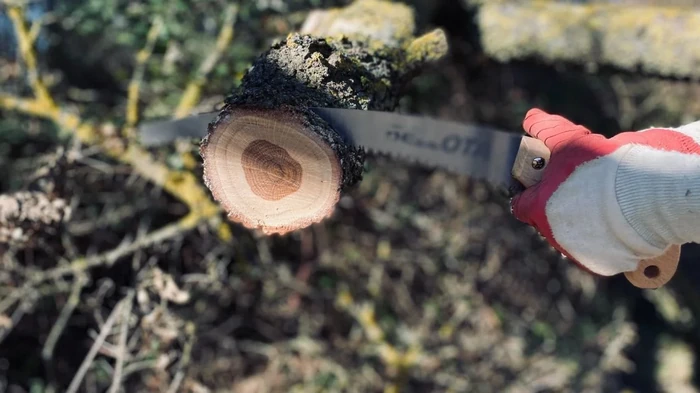 Некоторые деревья нельзя обрезать весной ни в коем случае: какие и почему