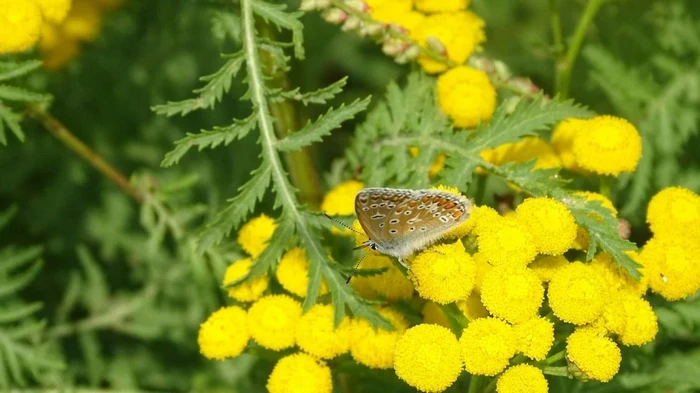 Это растение отпугивает колорадского жука: что посадить рядом с картофелем