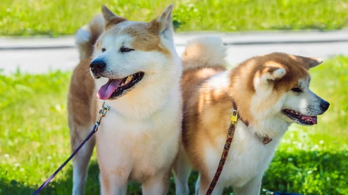 Умные и сдержанные: ветеринар назвала 4 породы собак, которые всегда преданы своему хозяину Умные и сдержанные: ветеринар назвала 4 породы собак, которые всегда преданы своему хозяину