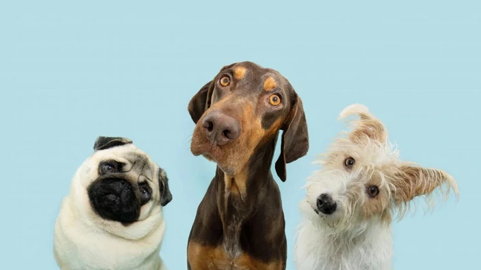 Почему собака наклоняет голову набок, когда вы с ней разговариваете: умилительная причина