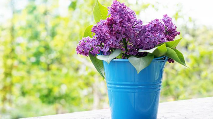 Не будет вянуть неделями: как помочь сирени в вазе долго оставаться свежей