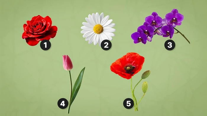 Какой цветок выберут гении: цветочный тест на личностные качества