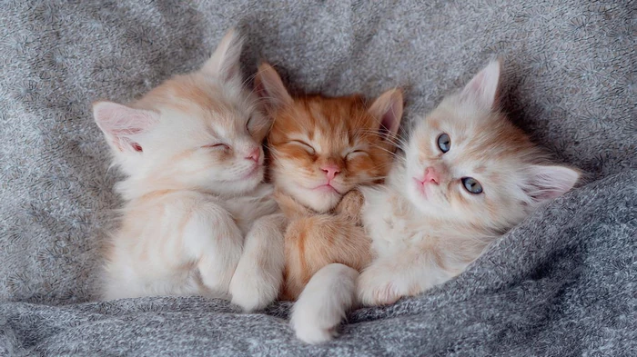 Помнят ли котята свою маму, и сможет ли она узнать их после разлуки: ответ вас удивит Помнят ли котята свою маму, и сможет ли она узнать их после разлуки: ответ вас удивит