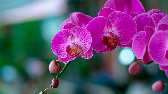 Чем поливать орхидею, чтобы она цвела: садоводы назвали удобрение, лучше банановой кожуры Чем поливать орхидею, чтобы она цвела: садоводы назвали удобрение, лучше банановой кожуры