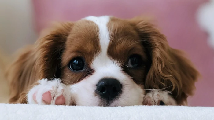 Как назвать собаку мальчика и девочку: список интересных кличек Как назвать собаку мальчика и девочку: список интересных кличек