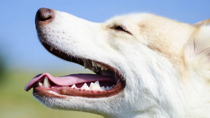 Как часто и чем нужно чистить зубы собаке Как часто и чем нужно чистить зубы собаке