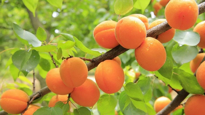 Абрикосы на зиму: как заморозить фрукты с косточками и без