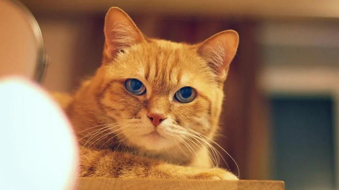 Раз и навсегда: кинолог поделилась советами, как отучить кота лазить по столу Раз и навсегда: кинолог поделилась советами, как отучить кота лазить по столу