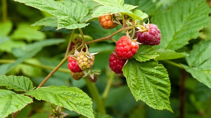 Какие листья малины подходят для чая, когда их собирать и как сушить: полная инструкция Какие листья малины подходят для чая, когда их собирать и как сушить: полная инструкция