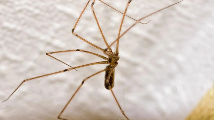 Почему в доме заводятся пауки и есть ли от них польза: ученая дала неожиданный ответ