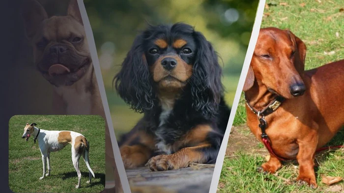 Спокойные и почти не линяют: эксперт назвал 4 породы собак, которые не прихотливы в уходе Спокойные и почти не линяют: эксперт назвал 4 породы собак, которые не прихотливы в уходе