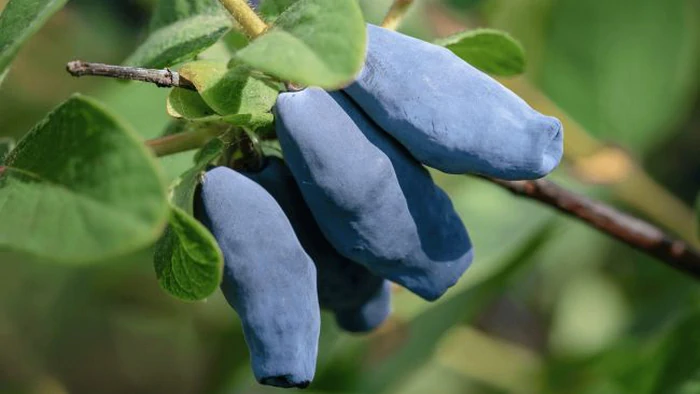 Недооцененная ягода, которая замедляет старение: обратите внимание в магазине Недооцененная ягода, которая замедляет старение: обратите внимание в магазине