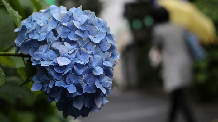 Места, куда категорически нельзя сажать гортензии: иначе они не зацветут Места, куда категорически нельзя сажать гортензии: иначе они не зацветут