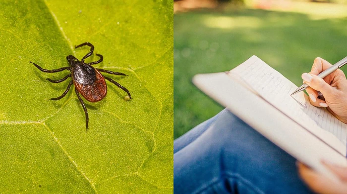 Отдыхайте безопасно: названы 5 мест во дворе, которые могут привлекать клещей Отдыхайте безопасно: названы 5 мест во дворе, которые могут привлекать клещей