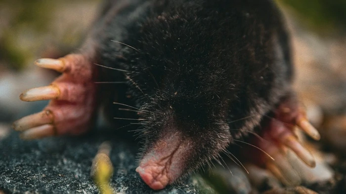 Какие самые эффективные способы избавиться от крота на участке, не убивая его Какие самые эффективные способы избавиться от крота на участке, не убивая его