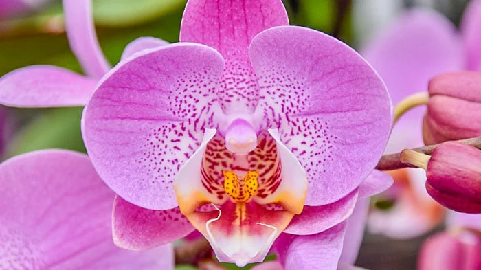 Где обрезать орхидею: одна ошибка — и цветов не будет