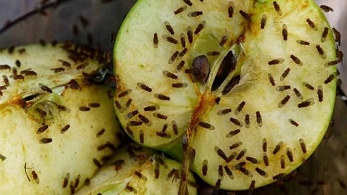 Безопасно ли есть фрукты, на которые сели плодовые мушки? Безопасно ли есть фрукты, на которые сели плодовые мушки?