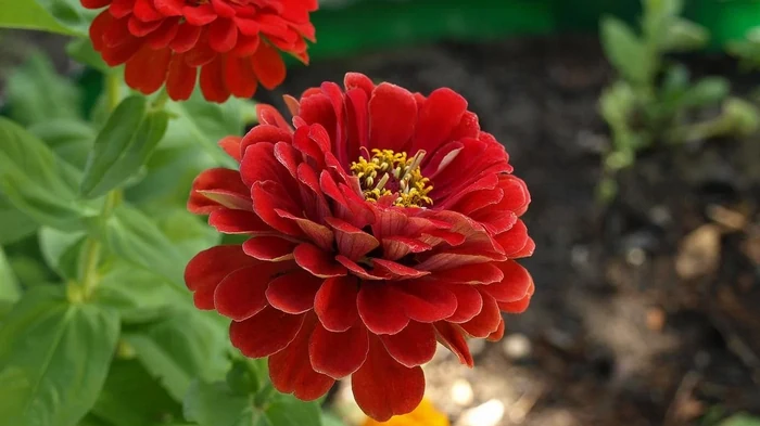 Опытные садоводы дали советы, как правильно ухаживать за цинниями