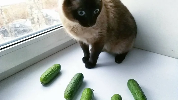 Почему кошки боятся огурцов: эксперты развенчали миф о популярных видео