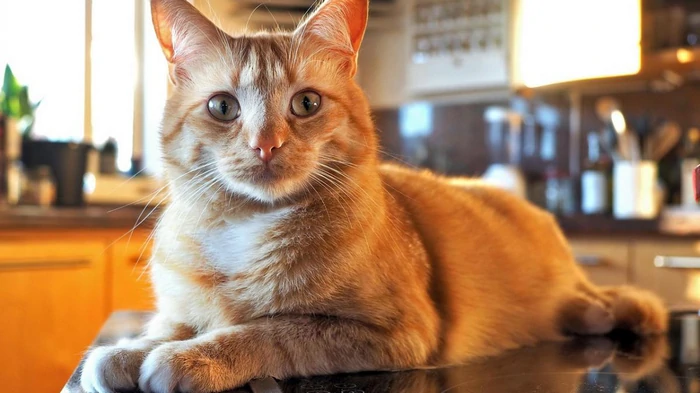 Почему кот ворует еду: ветеринар объяснила причину и дала совет, как это прекратить Почему кот ворует еду: ветеринар объяснила причину и дала совет, как это прекратить