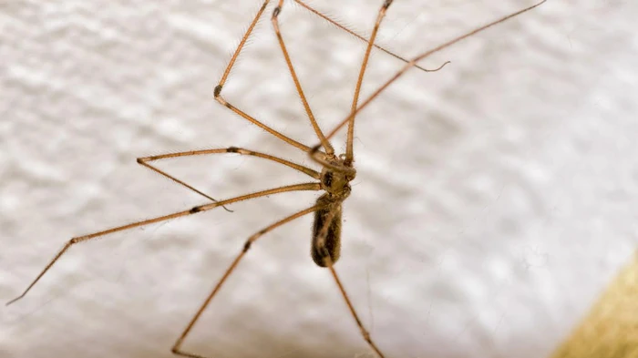 Как защитить дом от пауков: действенное средство уже есть на вашей кухне Как защитить дом от пауков: действенное средство уже есть на вашей кухне