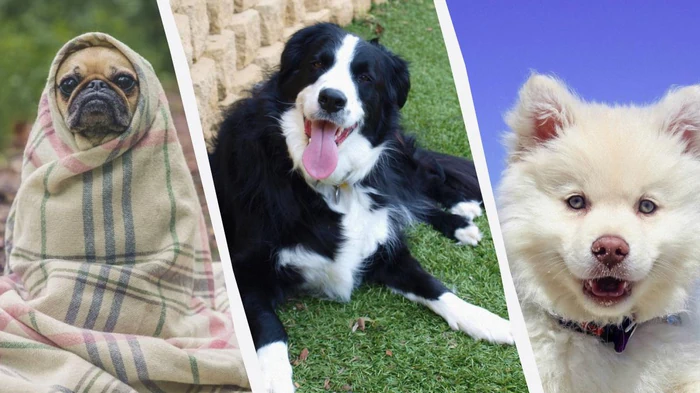 В Forbes Advisor назвали 10 наиболее адекватных пород собак: их поведение безупречно