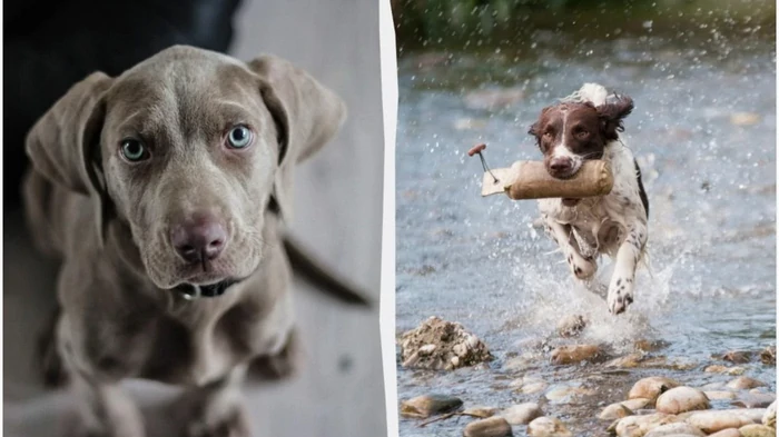 Пожалеете, что взяли: 5 пород собак, которых не стоит заводить даже опытным людям