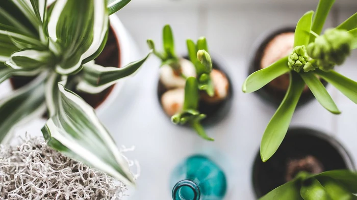 Минимальный полив: какие растения выживут, если вы редко бываете дома