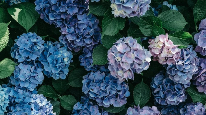 Сделайте только одну процедуру осенью — и ваши гортензии без проблем переживут зиму