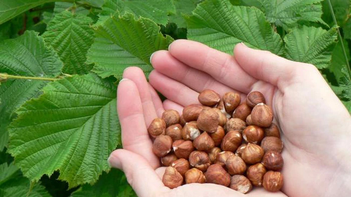 Фундук: лесной орех, который изменит ваше здоровье