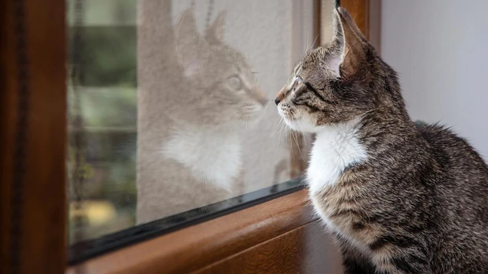 Почему кот целый день смотрит в окно: эксперты назвали 5 основных причин