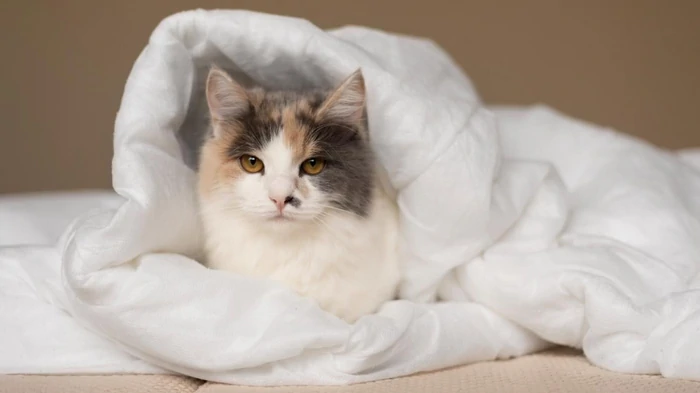 Почему кошка закапывается под одеяло: ветеринары назвали 7 причин Почему кошка закапывается под одеяло: ветеринары назвали 7 причин