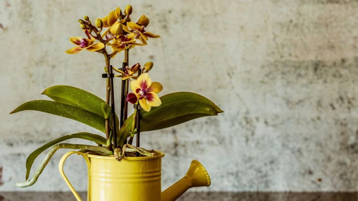 Как ухаживать за орхидеями осенью, чтобы они пережили зиму: полезные советы