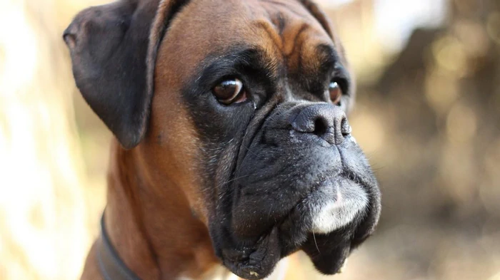 Почему собаки не любят определённых людей: ответ ученых вас удивит