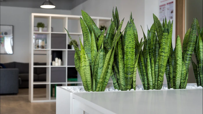 Цветок, очищающий воздух: как ухаживать за «тещиным языком», чтобы он рос и приносил удачу