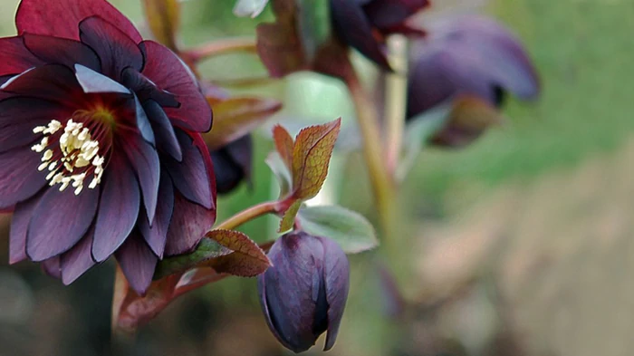Топ-9 зимних растений, которые цветут даже в мороз Топ-9 зимних растений, которые цветут даже в мороз