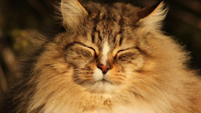 Как понять, что мой кот счастлив: эксперты назвали 7 главных признаков