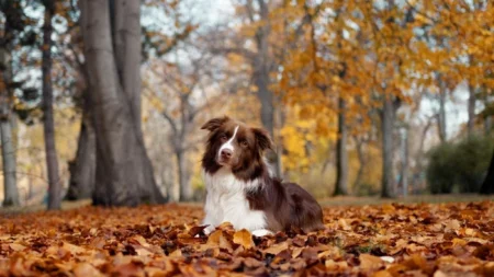 Как долго надо гулять с собакой, чтобы она оставалась здоровой, ответ ветеринара