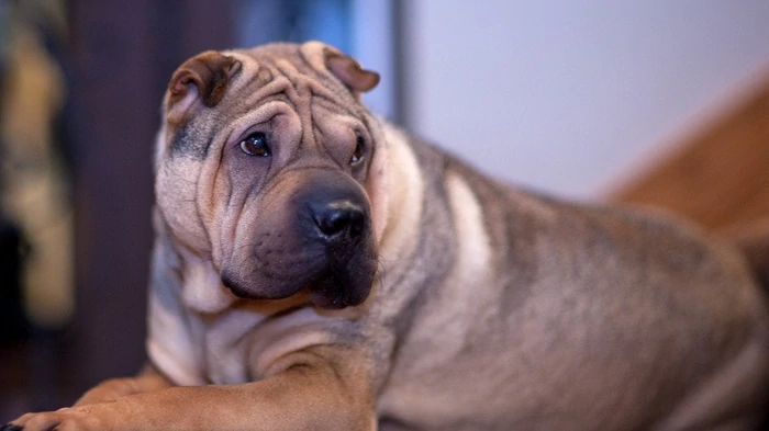 Какую породу средних собак категорически не хотел бы иметь ветеринар