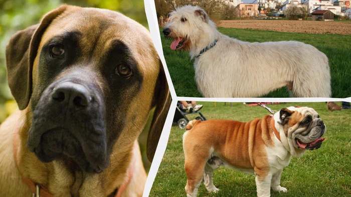 Какие собаки самые спокойные: ветеринары назвали топ-8 пород Какие собаки самые спокойные: ветеринары назвали топ-8 пород