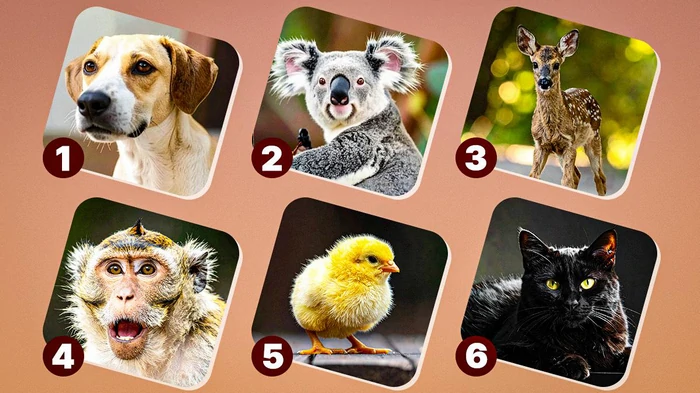 На какое животное вы похожи по инстинктам: необычный тест на личность На какое животное вы похожи по инстинктам: необычный тест на личность