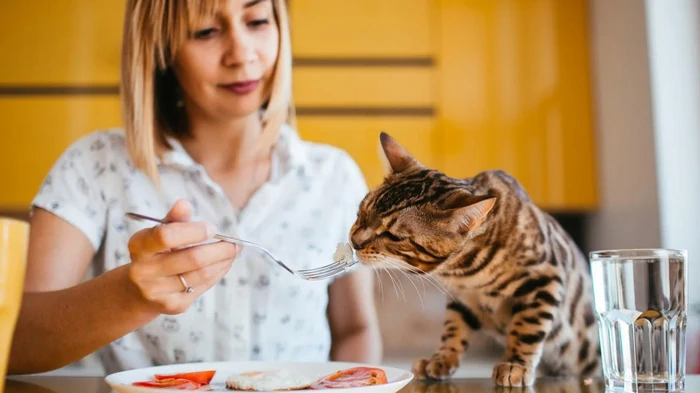 Сколько раз в день нужно кормить кота: можно ли оставлять еду в миске