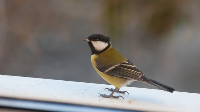Что значит, когда птица садится на ваш подоконник: приметы